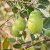 Fresh Feijoa/Pineapple Guava 1kg | Aromatic Tropical Fruit | SweetTangy Flavour for Snacking, Smoothies & Desserts view 2