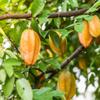 Fresh Star Fruit (Carambola) 4 Units | Juicy Tropical Flavor | Premium Quality view 2