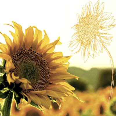 20 Cocktail Napkins Sunflowers Flowers Summer 25 cm