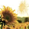 20 Cocktail Napkins Sunflowers Flowers Summer 25 cm view 1