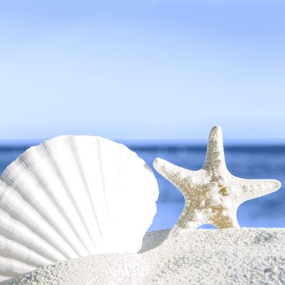 20 Lunch Napkins Starfish Shells on Sand Beach 33 cm