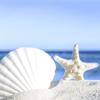 20 Lunch Napkins Starfish Shells on Sand Beach 33 cm view 1