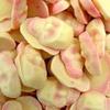 Chocolate Skulls Retro Sweet Shop Jar by The Gourmet Sweet Company view 1