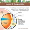 Lutein Zeaxanthin & Meso-Zeaxanthin 365 Capsules, Eye Health Supplement, Supports Macular Health, Blue Light Protection, Vision Clarity & Night Vision view 3