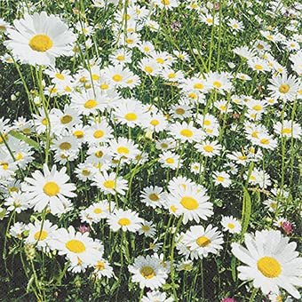20 Napkins Daisy Meadow Flowers Spring Table Decoration 33 x 33 cm