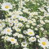 20 Napkins Daisy Meadow Flowers Spring Table Decoration 33 x 33 cm view 1