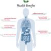 Foods For Gut Lactobacillus Lactis Probiotic Powder 300 Billion cfu's | Made in USA | No Additives | Digestive & Immune Support | High Potency | L. Lactis | (30 Grams) view 4