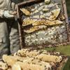 Scottish Blossom Honey from The Scottish Bee Company 227g - Natural, Sweet, Soft Set Honey Made in the UK view 4