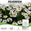 Bodygenix Feverfew 250mg Tablets - Migraine Headaches Relief Joints Health Anti Inflammatory Natural Supplement - 120 Tablets 4 Month Supply view 2