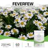 Bodygenix Feverfew 250mg Tablets - Migraine Headaches Relief Joints Health Anti Inflammatory Natural Supplement - 60 Tablets 2 Month Supply view 2