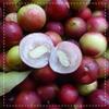 Biotiva Camu Camu Organic Powder 100g - Natural Vitamin C - from Wild Collection, no additives, Produced in Germany (DE-ECO-005) view 2