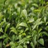 3:15PM Taiwan Tea Master Oolong Loose Leaf Tea - 120g (Elegance) view 4