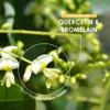 Plant-Based Quercetin 800mg & Bromelain 396 GDU with BioPerine - 60 Vegan Capsules  Made from Sophora Japonica Extract (Quercetin) & Pineapple (Bromelain) by Alpha01 view 4