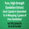 High-Strength Dandelion Extract Capsules (10:1) 5,000mg Per Capsule - 90 Per Bottle, Vegan Safe, UK Manufactured view 4