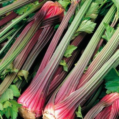 Celery - Red Soup Seeds