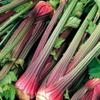 Celery - Red Soup Seeds view 1
