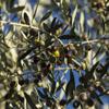 Olio Luglio - Garlic Olive Oil (250 ml) | Extra Virgin Olive Oil | Garlic Essence | Cold Pressed | Glass Bottle (250 ml) view 4