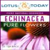 Echinacea, Pure Echinacea flower Herbal Tea 21 Tea bags view 3