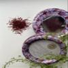 Al Kums Grade A Super Negin Saffron - 2 Grams (Isfahan) view 3