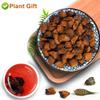 Plant Gift Raw Organic Wild Chaga Mushroom Tea Chunks 125G/4.4oz  100% Natural Hand-Harvested Chaga, Inonotus obliquus view 2