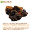 Plant Gift Raw Organic Wild Chaga Mushroom Tea Chunks 125G/4.4oz  100% Natural Hand-Harvested Chaga, Inonotus obliquus view 3