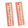 56 Pieces Resin Teeth Model Durable Dentures Universal Resin False Teeth Dental Material Teeth Teaching Model Dedicated Teeth Halloween Horror Teeth view 1