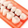 56 Pieces Resin Teeth Model Durable Dentures Universal Resin False Teeth Dental Material Teeth Teaching Model Dedicated Teeth Halloween Horror Teeth view 3