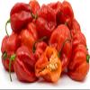 Fresh scotch Bonnet Peppers 100G view 1