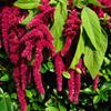 Alpi Nature Amaranth Grain 1kg 2.2 lb, Whole Raw Amaranth Seeds, Unsweetened, Gluten Free view 4