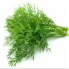 5400 Seeds of Anethum Graveolens Dill Elephant view 1
