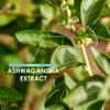Ashwagandha Extract 5000mg - 5% Withanolides (12.5mg) - 120 Vegan Capsules - Made with BioPerine Black Pepper for Higher Bioavailability (4 Month Supply) by Alpha01 view 4