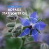 Starflower Oil 2000mg  380mg GLA  Cold-Pressed Borage Oil - 90 Softgels - Natural Source of Omega-6  3 Month Supply  Resealable and Recyclable Pouch by Alpha01 view 4