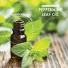 Peppermint Oil Capsule 200mg - 180 Softgels (6 Months Supply) - Cold-Pressed - Fast Absorbing & Easy to Digest - 100% Natural Digestive Supplement by Alpha01 view 4