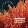 Wild-Algae Astaxanthin 160mg - Providing 8mg Astaxanthin Antioxidant - 90 Softgels - Resealable and Recyclable Pouch by Alpha01 view 4
