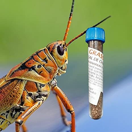 Grasshopper Wormsalt from Laprove