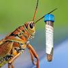 Grasshopper Wormsalt from Laprove view 1