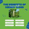 Tu Salud Plus - Kidney Wood 1 Pound - Palo Azul - Cyclolepis Genistoides - Blue Stick Teatox view 3
