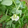 Batch of 50 Seeds of Pea Garden King of The Preserves - Variety Unavoidable and Tasty - Pods 9 to 10 peas - 100% Natural - Excellent Quality - 100% Reproducible view 3