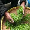 100g Genmaicha Loose Leaf Bancha Tea and Roasted Brown Rice Green Tea from Japan view 3