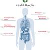 Foods For Gut Bacillus Coagulans Probiotic Powder 350 Billion cfu's | NO Additives | Digestive & Immune Support | High Potency | B. Coagulans | 30 Grams (1.05 Oz) view 4