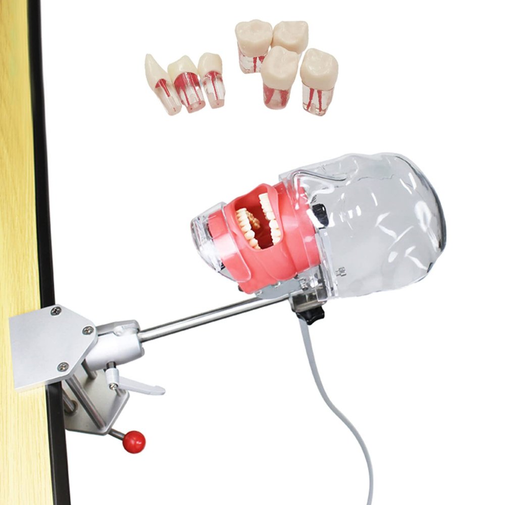 Dental Simulator Manikin, Dental Phantom Head Model, Dental Models with Removable Teeth for Dental Students, 360 Adjustment, Clip-on/Tie-up