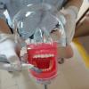 Dental Simulator Manikin, Dental Phantom Head Model, Dental Models with Removable Teeth for Dental Students, 360 Adjustment, Clip-on/Tie-up view 3