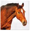 3Ply Nature Animals Tissue Paper Napkins Serviettes for Decoupage 33cm x 33cm - Pack of 20 (Horse Head) view 1