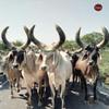 Kudej Desi Kankrej Cow A2 Ghee 1000ml, Pack Of 2 view 4