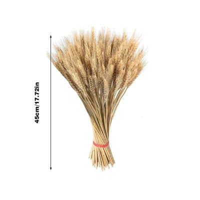 100 Pieces Of Dried Wheat Stalk Golden Natural Dried Wheat Ears, Carefully Planted For Decorations And Flowers In The Center Of The Bouquet (Color : 45 cm)