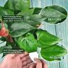 Leopong Leaf Shine Cleaning Wipes for Clean and Photosynthesis - Unscented Plant Cleaner for Indoor Outdoor Use | 80 Wipes view 3