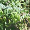 Earth Best 100% Natural Roasted Standard Chick Pea, Bhuna Chana Pack of 200 g view 2