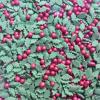 TRTO 75 Gram Holly and Berries Color Party Treats Cupcake Sprinkles Edible Sugar Xmas Cupcake Cake Toppers Decoration With Attractive Looks view 1