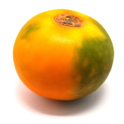 Fresh Lulo Fruit 8 Units | Product of Colombia