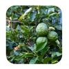 Fresh Kaffir Lime ~12 Units 500gr view 2